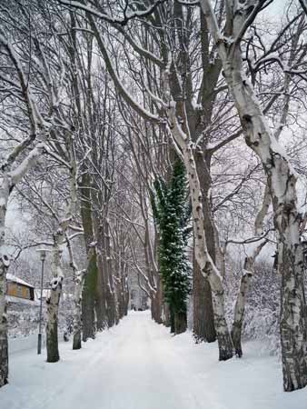 winterallee